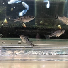 決まりました　メダカ【ブラックダイヤ】上見ラメタイプ オス1メス3 +オマケ1の画像