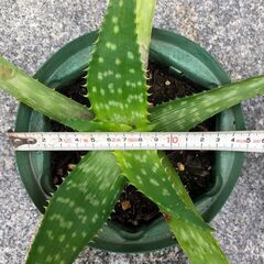 （決まりました）白い斑入りアロエ・サポナリア 15㎝スリット鉢の画像