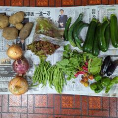 【商談決定済み】朝採り新鮮野菜その2