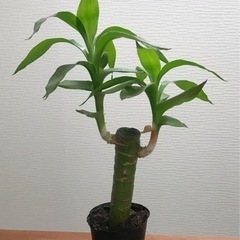 キングバンブー 観葉植物 植物苗 希少 大人気 ②