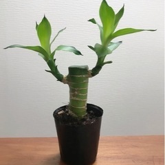 キングバンブー 観葉植物 植物苗 希少 大人気