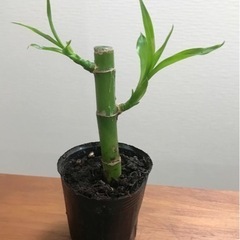 ミリオンバンブー 観葉植物 植物苗 人気