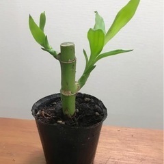 【SALE】ミリオンバンブー 観葉植物 植物苗 大人気