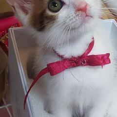 【お話し中】美人で小柄な子猫ちゃん❣️