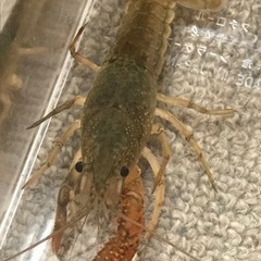 アメリカザリガニ譲ってください【野生由来締切ました】