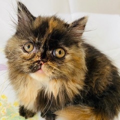 里親募集🐱ミヌエット（足長）女の子3ヶ月