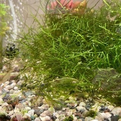 エビ　10匹その②