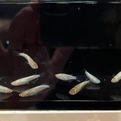 メダカ　シンヘイキ(道三めだかさん直系)　２ペアの画像