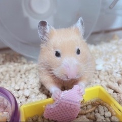 キンクマとオッドアイの里親募集します