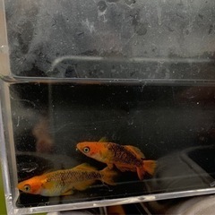 メダカ100種類ほど販売しています🐟⭐️