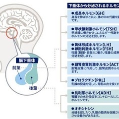 【6/19 20時〜】HGHの勉強会/リアル、オンラインどちらも可◎の画像