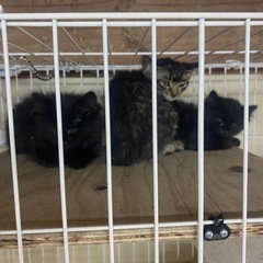 里親募集中　子猫　生後二ヶ月