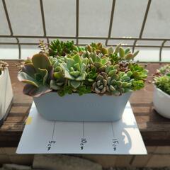 多肉植物 寄せ植えの画像