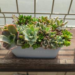 多肉植物 寄せ植えの画像