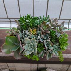 多肉植物 寄せ植え