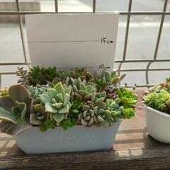 多肉植物 寄せ植えの画像