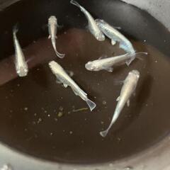 メダカ販売の画像