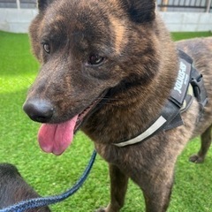 甲斐犬 ♂ 