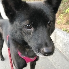 甲斐犬 ♀