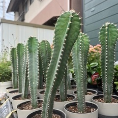 柱サボテン350円