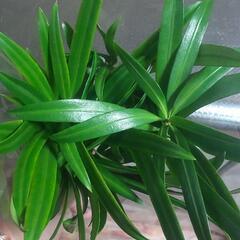 チャーギ🌿(一袋100円)😉二袋あります!の画像