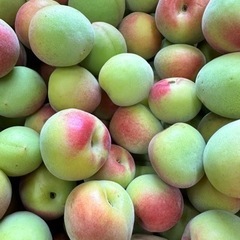 南高梅　傷あり1キロ 200円