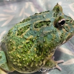🐸クラウンツノガエル(ペパーミント)🐸
