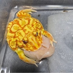 🐸クラウンツノガエル(ストロベリー/アプリコット)🐸の画像