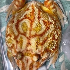 🐸クラウンツノガエル(ストロベリー/アプリコット)🐸の画像