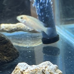 決まりました。無料！カエルレウス幼魚2㎝±5匹