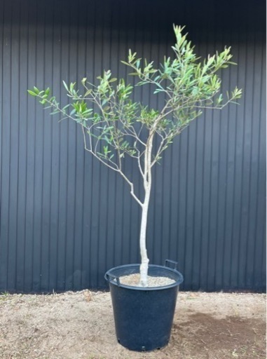 オリーブの木 フラントイオ シンボルツリー 庭木 地植え 樹木
