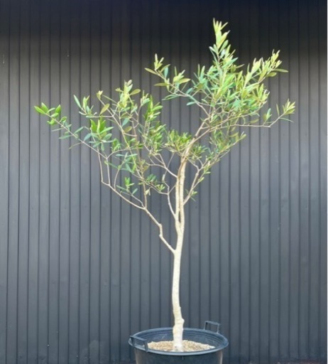 オリーブの木 フラントイオ シンボルツリー 庭木 地植え 樹木
