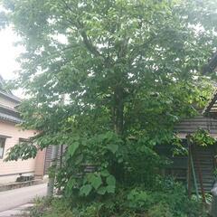 庭木でお困りの方へ