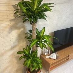 ドラセナ マッサンゲアナ(幸福の木) 10号鉢(観葉植物)