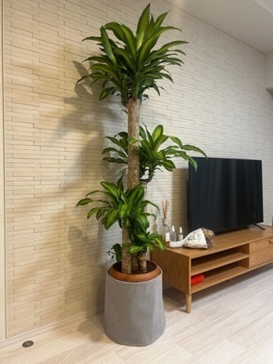 ドラセナ マッサンゲアナ(幸福の木) 10号鉢(観葉植物)