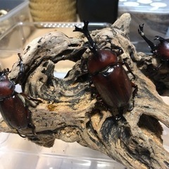 【第1段】カブトムシ差し上げます。