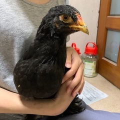 鶏ブラマ、可愛がってください。の画像