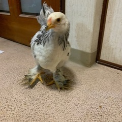 鶏ブラマ、可愛がってください。 − 滋賀県