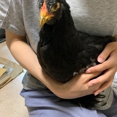 鶏ブラマ、可愛がってください。 - 大津市