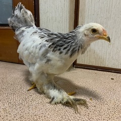 鶏ブラマ、可愛がってください。 - 里親募集