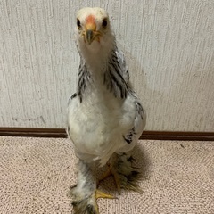 鶏ブラマ、可愛がってください。 - その他