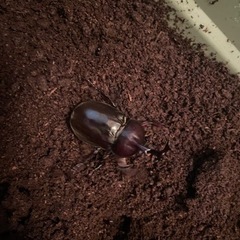 カブトムシのペア