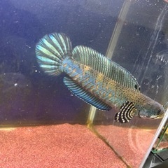 チャンナプルクラ スネークヘッド