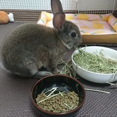 ネザーランドドワーフの里親様募集です。