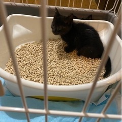 黒猫🐈‍⬛ 🐈‍⬛🐈‍⬛🐈‍⬛🐈‍⬛🐈‍⬛🐈‍⬛🌸みんな決まりました🌸
