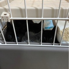黒猫🐈‍⬛ 🐈‍⬛🐈‍⬛🐈‍⬛🐈‍⬛🐈‍⬛🐈‍⬛🌸みんな決まりました🌸 - 猫