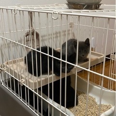 黒猫🐈‍⬛ 🐈‍⬛🐈‍⬛🐈‍⬛🐈‍⬛🐈‍⬛🐈‍⬛🌸みんな決まりました🌸 - 甲賀市