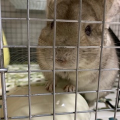チンチラを愛情もって飼って頂ける方 - 札幌市