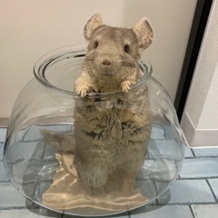 チンチラを愛情もって飼って頂ける方 - その他