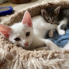 全員決まりました🎉✨4月上旬産まれの仔猫多数 - 里親募集